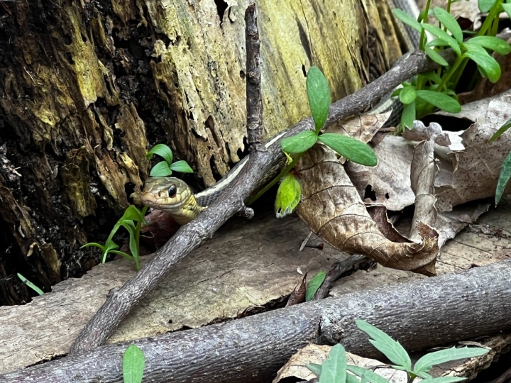 Eastern Garter Snake